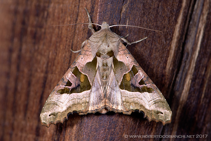 falena da determinare - Phlogophora meticulosa, Noctuidae